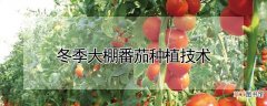 【大棚】冬季大棚番茄种植技术