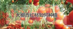 【西红柿】大棚西红柿如何种植