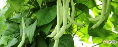 【种子】四季豆种子催芽方法