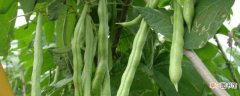 【种植】四季豆种植怎么搭架
