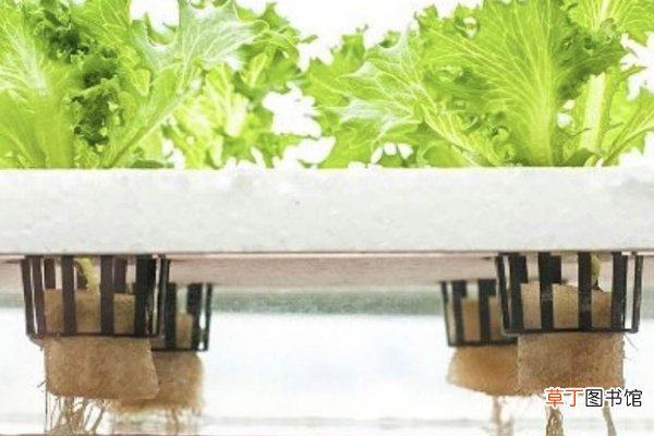 【蔬菜】水培蔬菜怎么种植方法