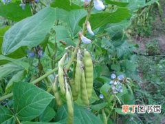 【植物】“地下长梨，地上长豆”的奇葩植物地梨豆