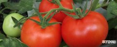 【种子】西红柿种子怎么种植方法