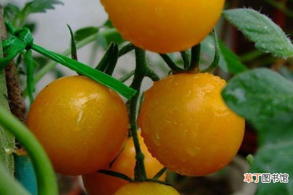 【种子】西红柿种子怎么种植方法