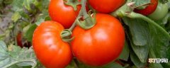 【种植】西红柿怎么种植和管理