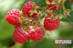 【繁殖】树莓如何进行无性繁殖？