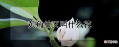【花】黄角兰又叫什么花