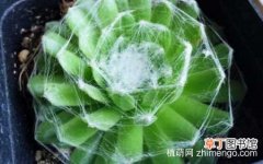 【方法】防止蛛丝卷绢开花的方法