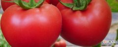 【多】番茄多久施肥一次