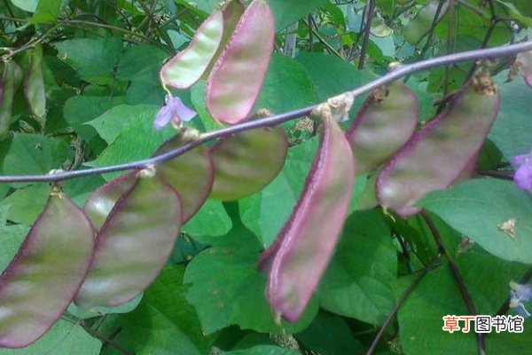 【种植方法】秋眉豆的种植方法和时间