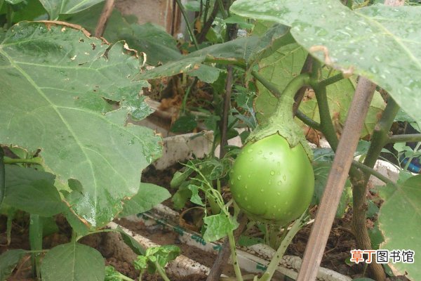 【肥料】茄子用什么肥料高产