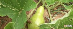【种植方法】瓢瓜的种植方法