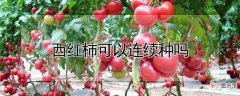 【西红柿】西红柿可以连续种吗