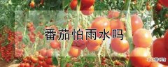 【番茄】番茄怕雨水吗