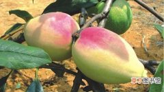 【栽培】宣木瓜栽培以及管理技术解析