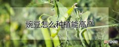 【种植】豌豆怎么种植能高产