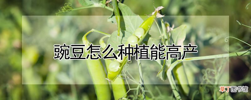 【种植】豌豆怎么种植能高产