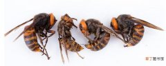 黑腹虎头蜂的毒性大吗？