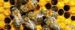 蜜蜂蛰了用牙膏能消肿止痒吗？