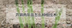 【种植】芦笋两年苗怎么种植技术