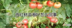 【西红柿】西红柿苗卷叶怎么回事
