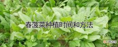 【种植】春菠菜种植时间和方法