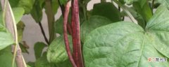 【种植】紫豆角种植时间和方法