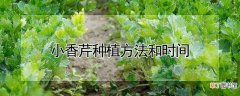 【种植】小香芹种植方法和时间