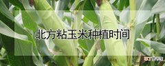 【玉米】北方粘玉米种植时间