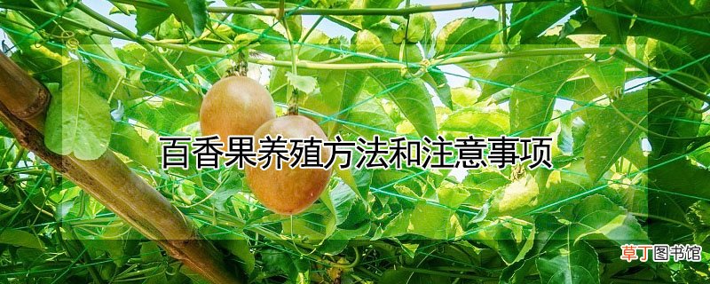 【香】百香果养殖方法和注意事项