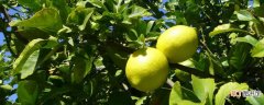【树】柠檬树怎么养