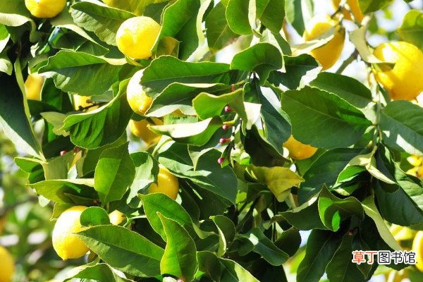 【树】柠檬树怎么养