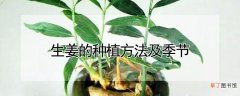 【种植】生姜的种植方法及季节