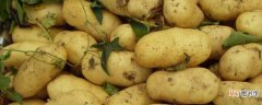 【种子】土豆有种子吗