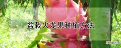 【火龙果】盆栽火龙果种植方法