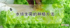 【种植】水培生菜的种植方法