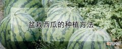 【西瓜】盆栽西瓜的种植方法