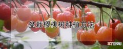 【樱桃】盆栽樱桃树种植方法