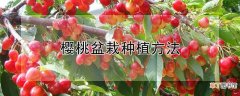 【桃】樱桃盆栽种植方法