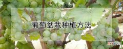 【盆栽】葡萄盆栽种植方法