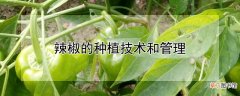 【种植】辣椒的种植技术和管理