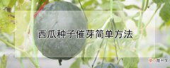 【种子】西瓜种子催芽简单方法