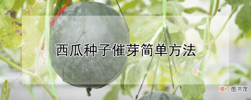 【种子】西瓜种子催芽简单方法