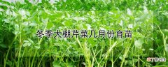 【大棚】冬季大棚芹菜几月份育苗