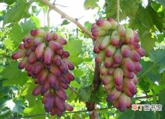 【种植】南方是如何对美人指葡萄进行种植？