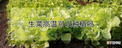【种植】生菜高温可以种植吗
