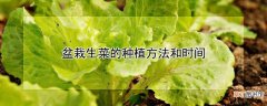 【种植】盆栽生菜的种植方法和时间