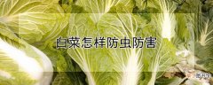 【花卉大全】白菜怎样防虫防害