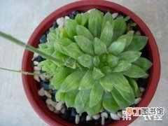 【植物】常绿肉质植物水晶掌怎么养？
