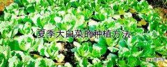 【种植】夏季大白菜的种植方法